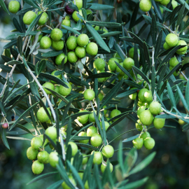 aceitunas en el olivo