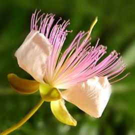 flor de alcaparra